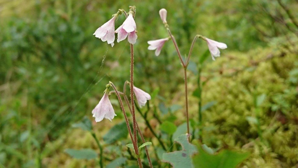 Twinflowers