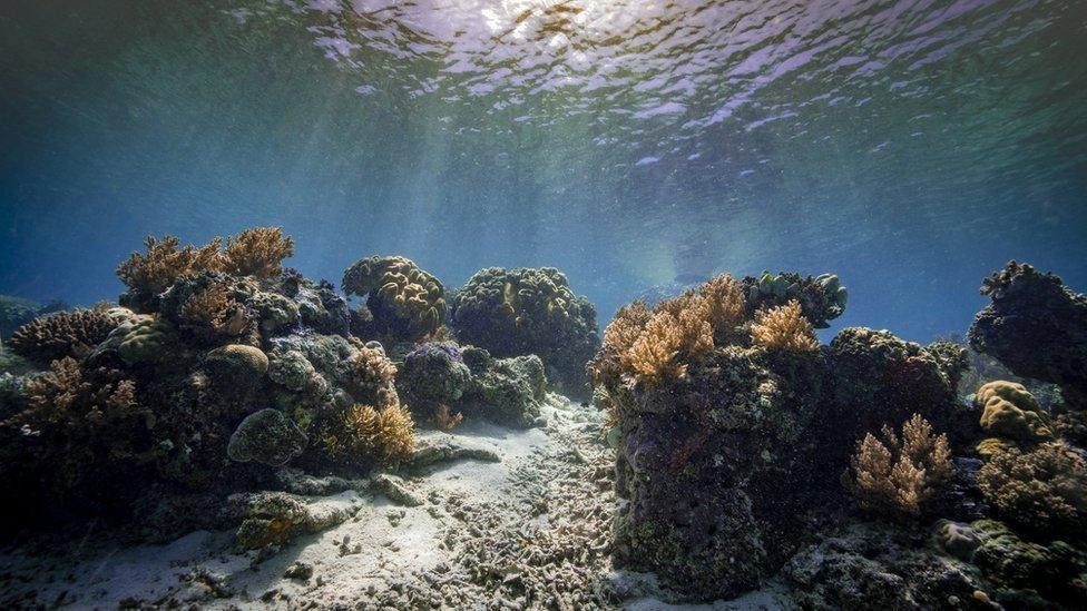 The Great Barrier Reef