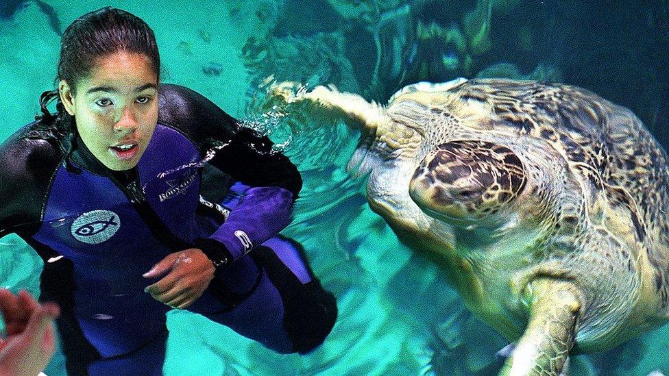 Myrtle the turtle with a diver in the pool