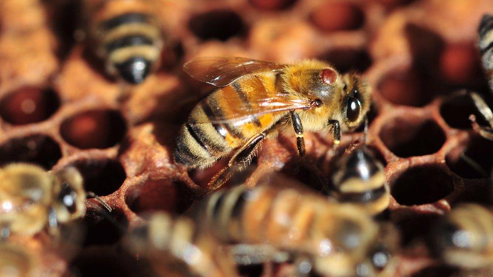 Varroa mites (red spot) on a honeybee