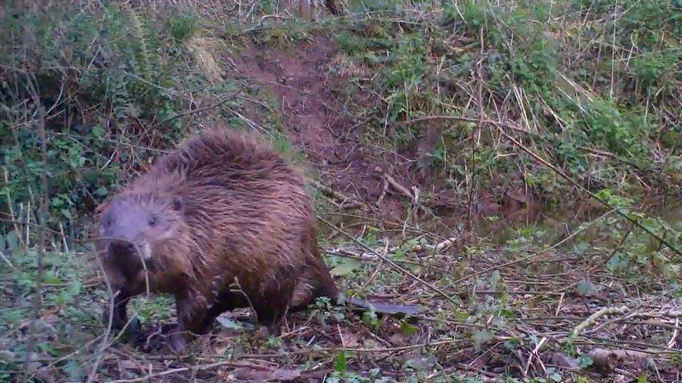 Beaver on the Holnicote Estate