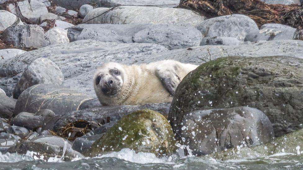 A seal on the coast of Ceredigion