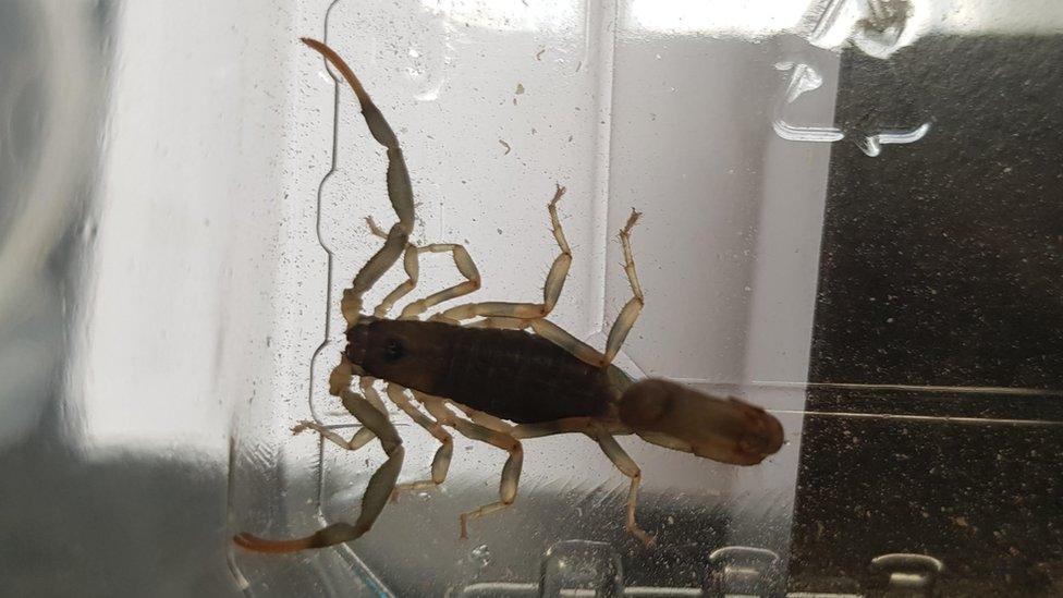 The olive thick tail scorpion