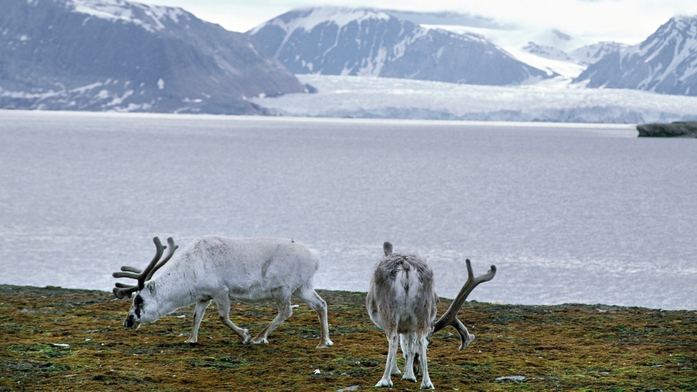 Svalbard reindeer on Spitzbergen, Svalbard