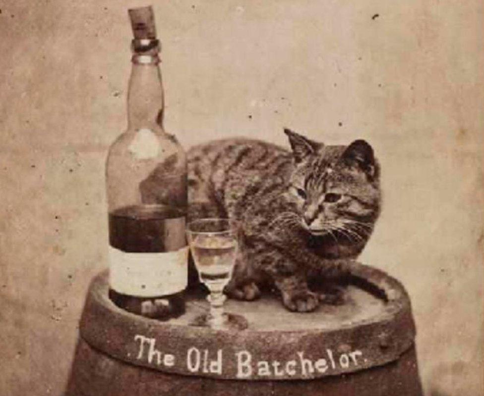 A cabinet card with a cat on