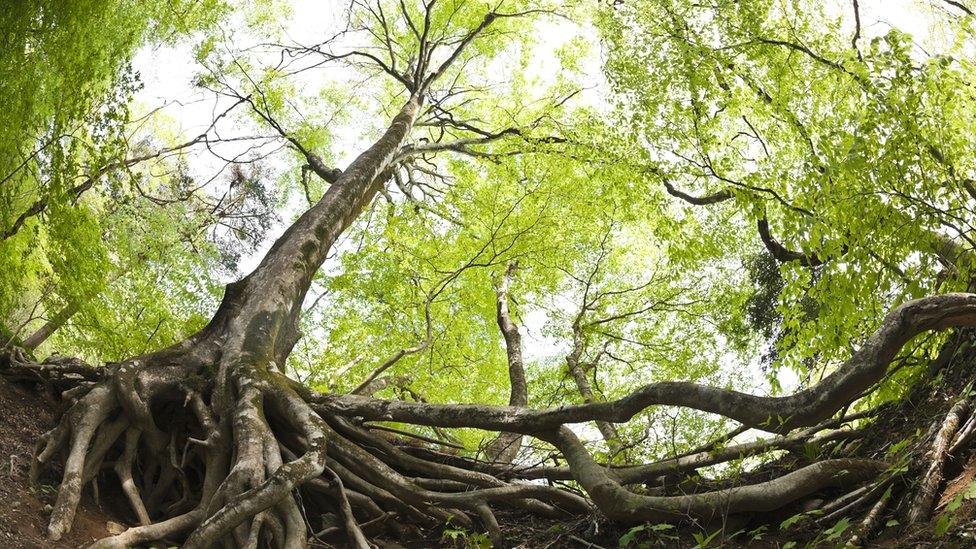 Beech tree roots