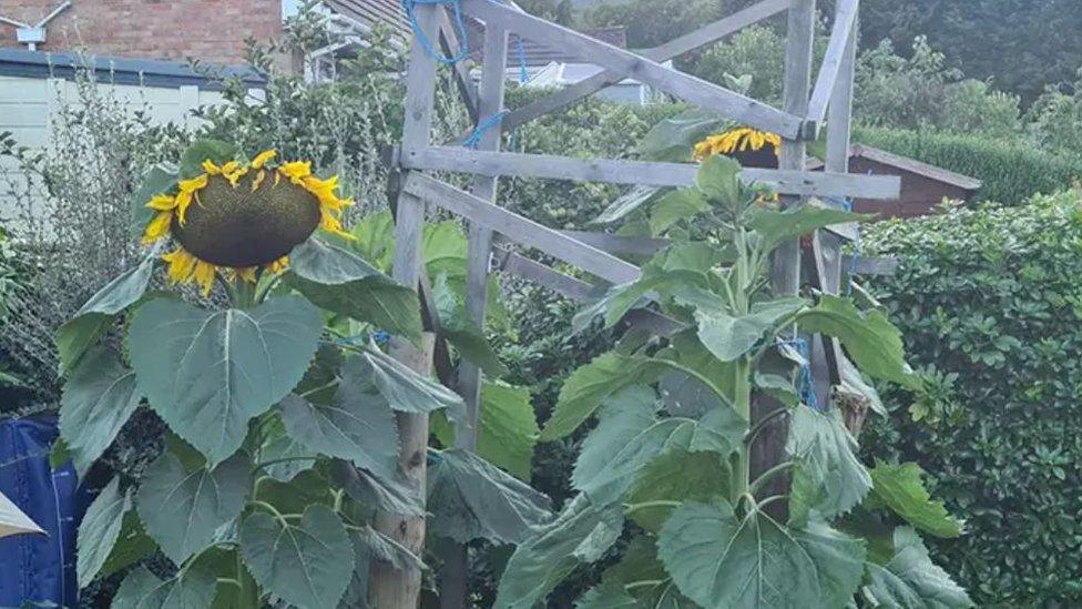 The record-breaking sunflower (on the left)