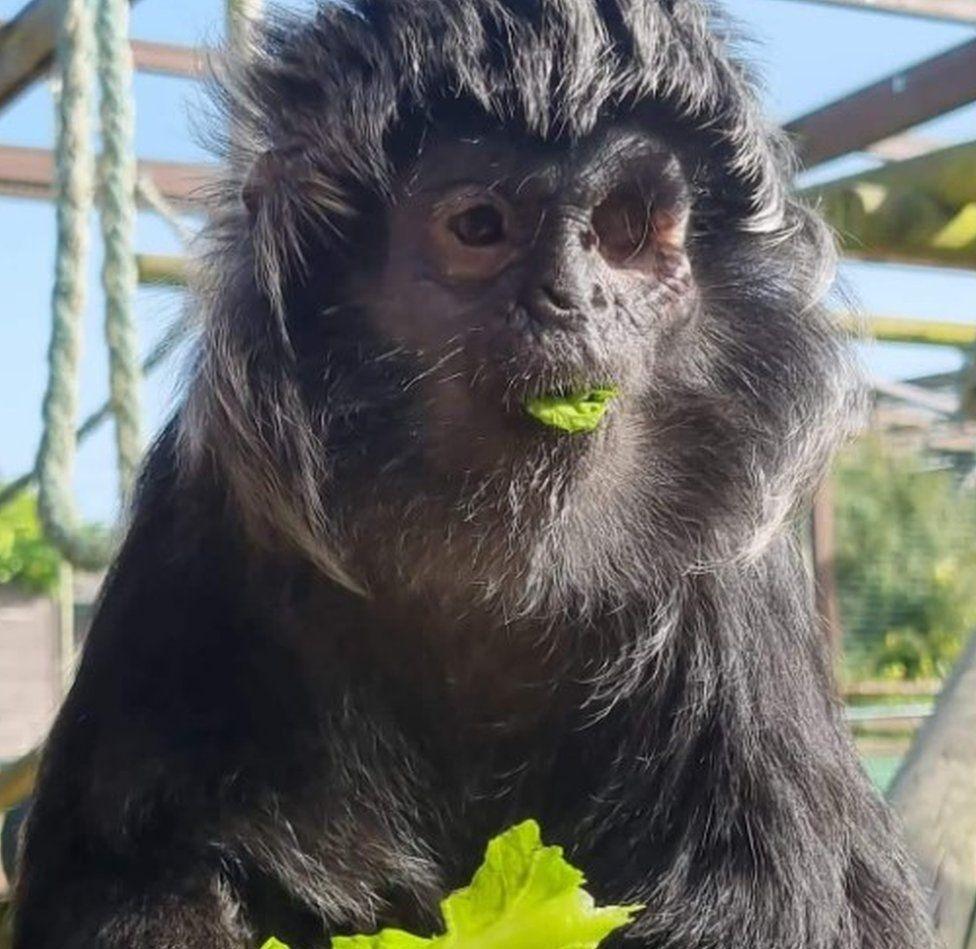 Dark grey fluffy monkey with part of lettuce leaf in her mouth