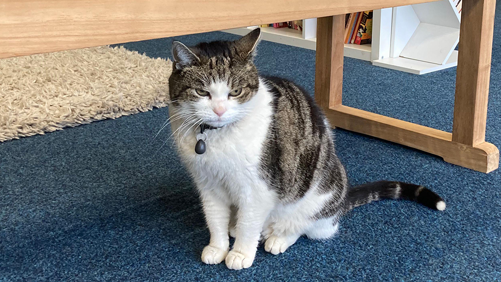 Cilla the cat pictured in a library at the primary school.