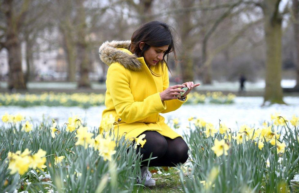 A woman in a yellow coat uses her phone to take a photo of daffodils in a snow-covered park