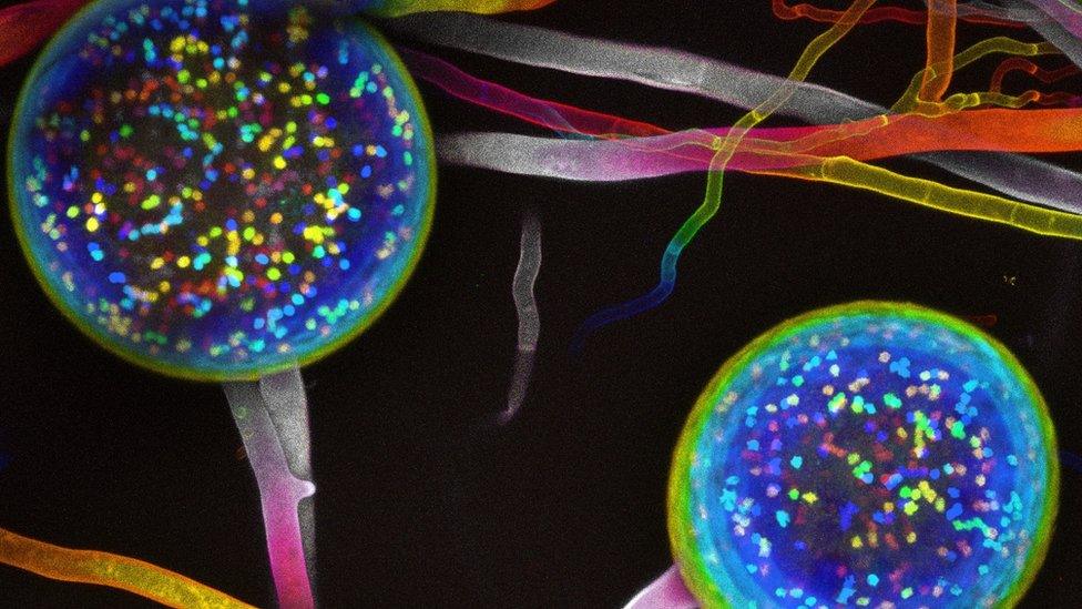 3d image of fungal network