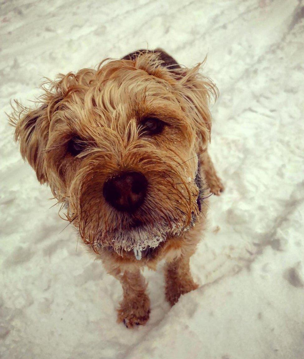 Mollie the border terrier cross