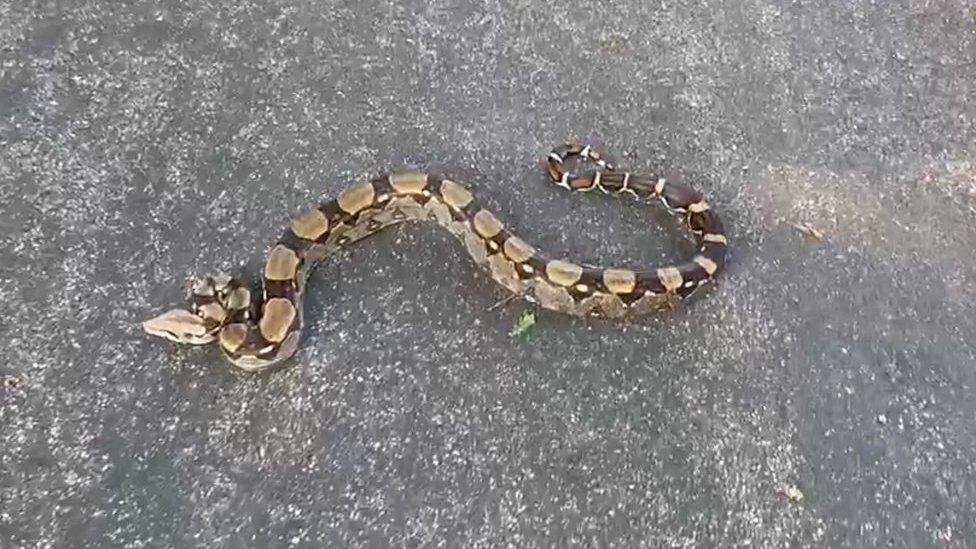 Boa constrictor