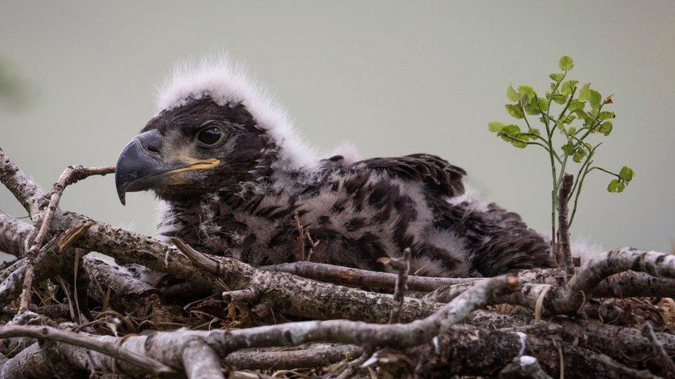 An-eagle-chick-sits-on-its-nest