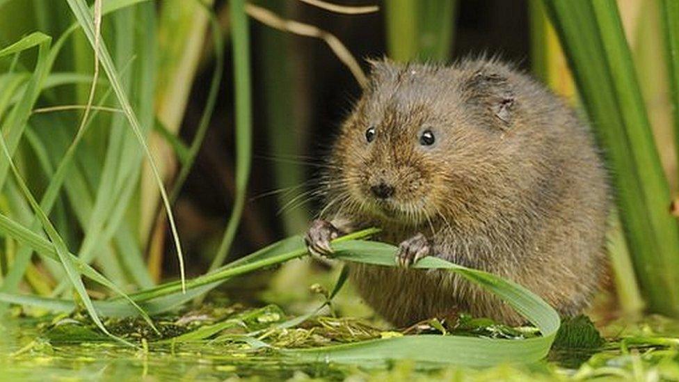 Water vole