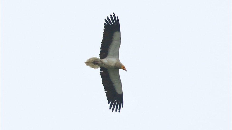 Egyptian Vulture in flgiht