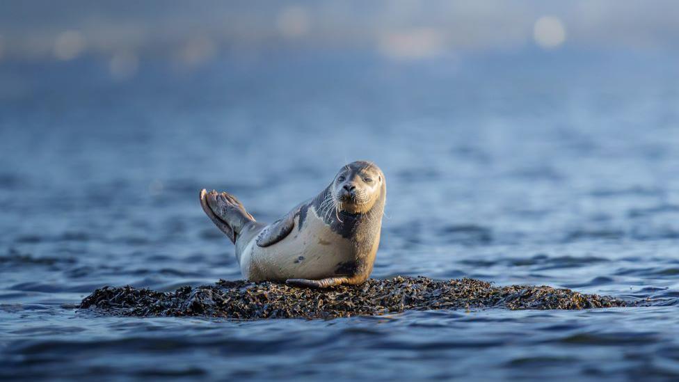 Seal on a piece of rock in water, resting on one flipper, with tail raised.