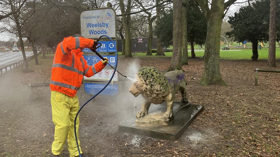 Lion being cleaned