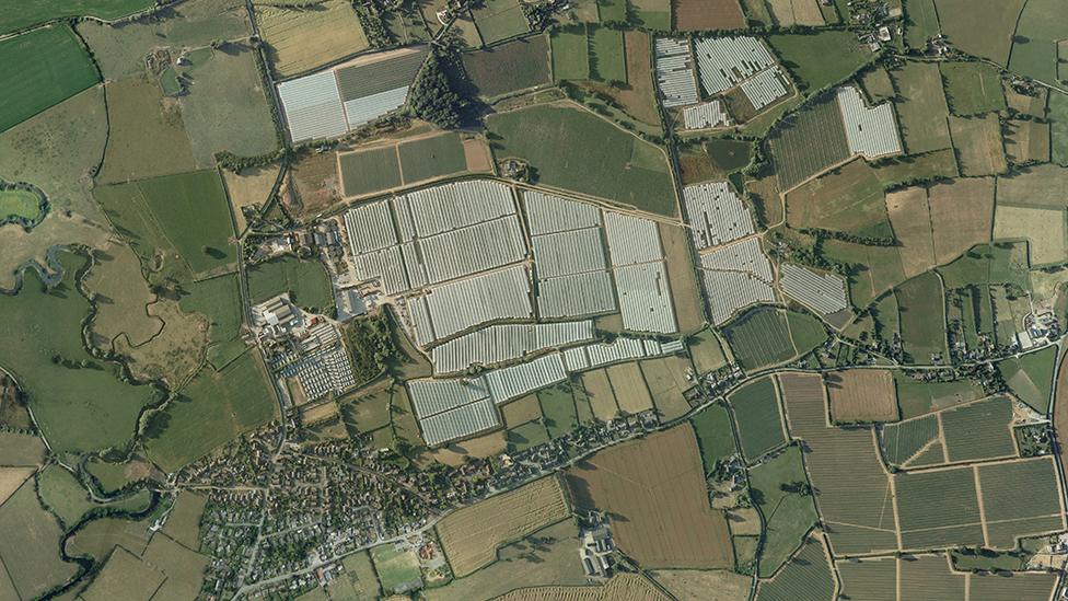 Aerial view of strawberry farm