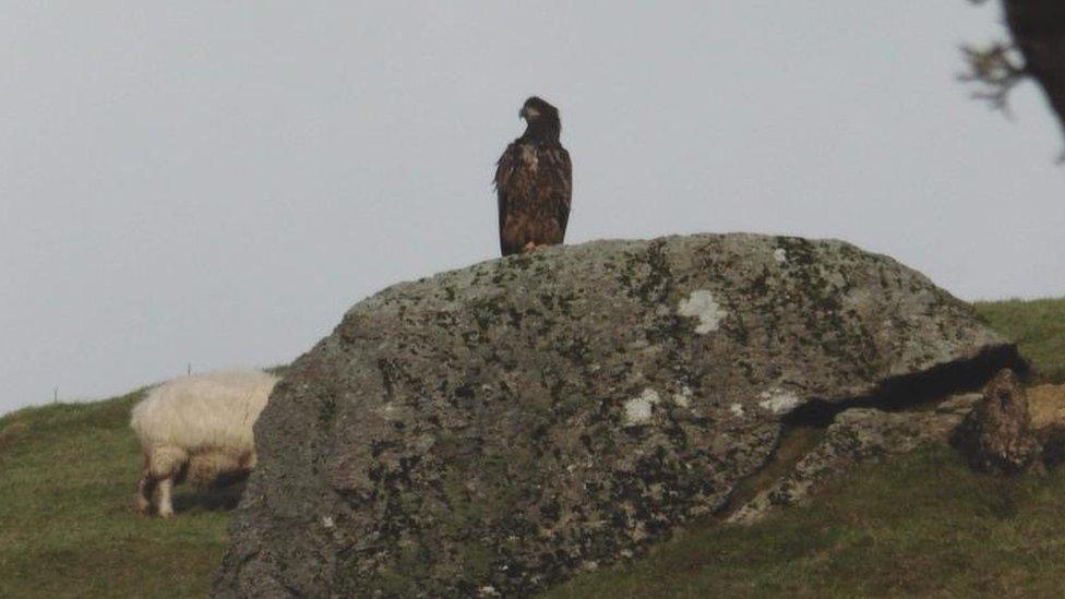 Llun eryr yn Llanuwchllyn