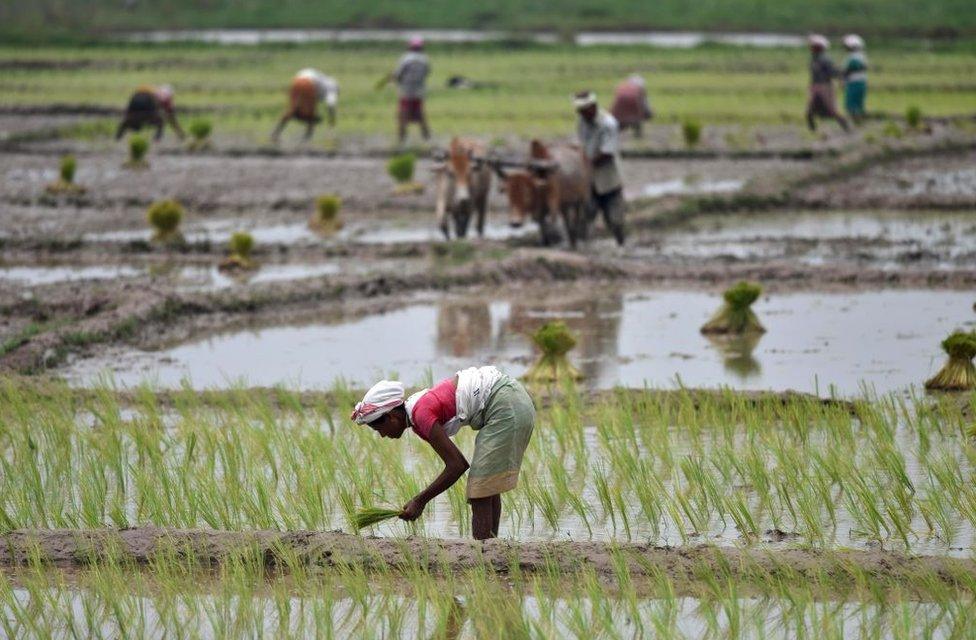 Indian farm workers in Guwhati