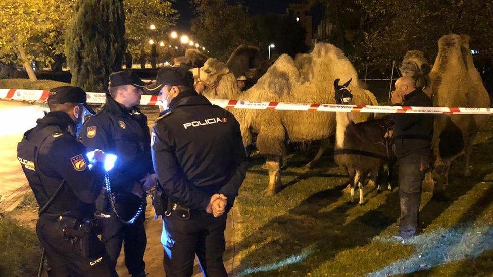 camels in Madrid