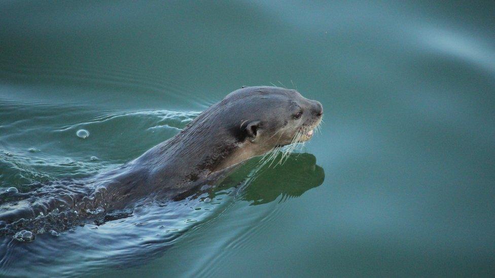 An otter glides through the water