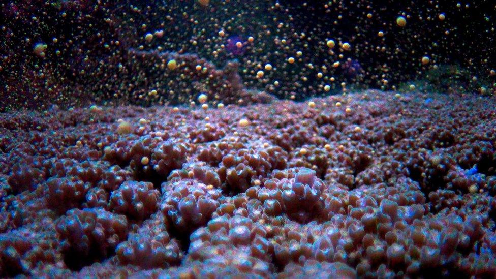 Coral spawning