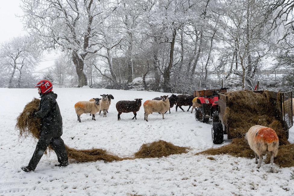 A farmer feeds their livestock near Hawes, North Yorkshire, 14 January 2021