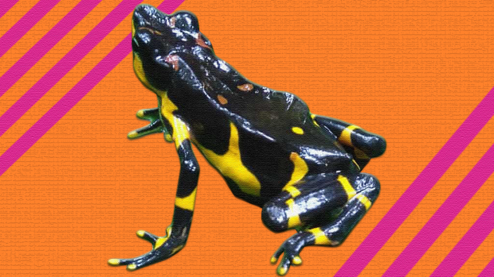 Harlequin toad.