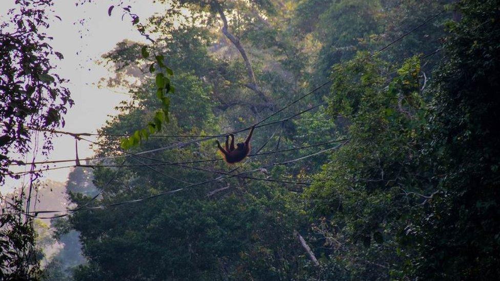 Orangutan on a man-made bridge in Borneo