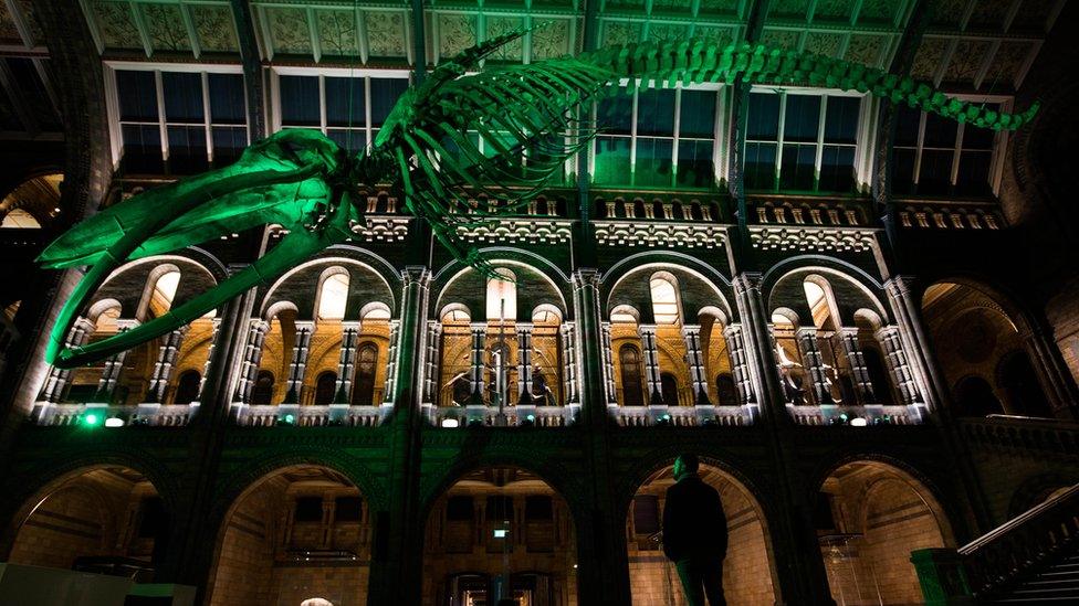 Blue whale skeleton in London's Natural History Museum