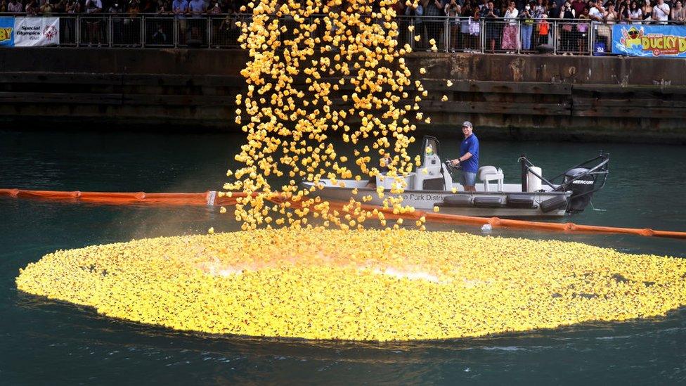 photograph shows ducks landing in the chicago river as people watch from the side of the river