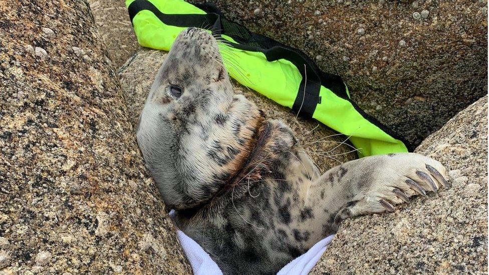 Seal trapped between beach rocks