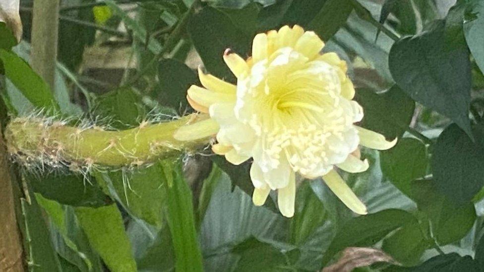 The moonflower second bud beginning to bloom