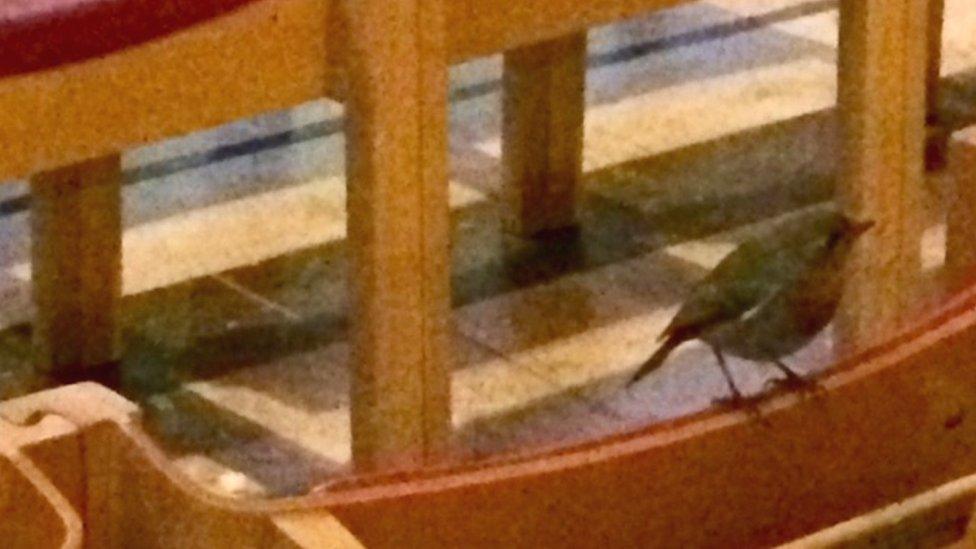 Robin in Liverpool Cathedral