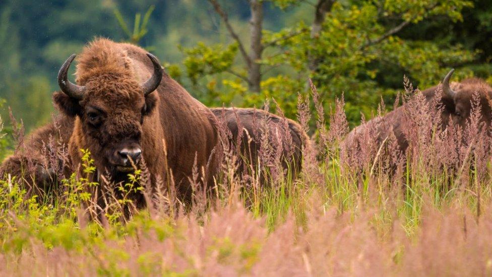 A male European bison with its herd