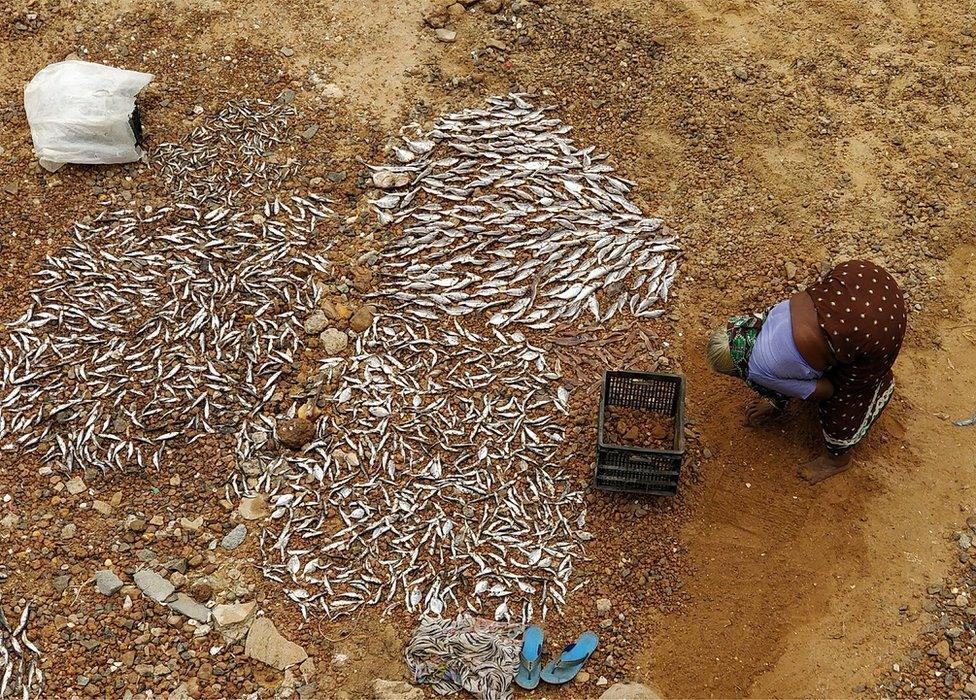 A woman dries fishes along the banks of the Pulicat Lake