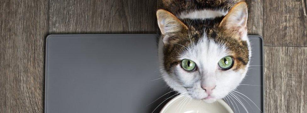 Cat with empty bowl