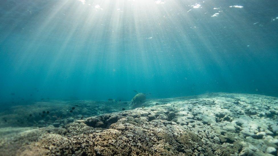 Sediment and rocks on the ocean floor