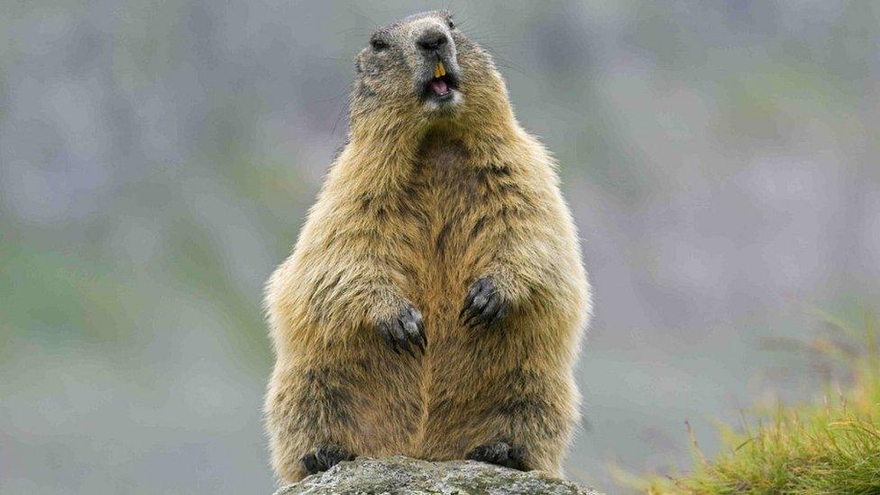 Marmot, 2018 file pic