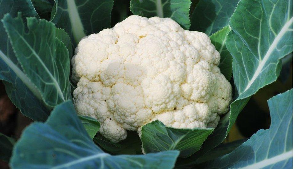 A cauliflower in a field