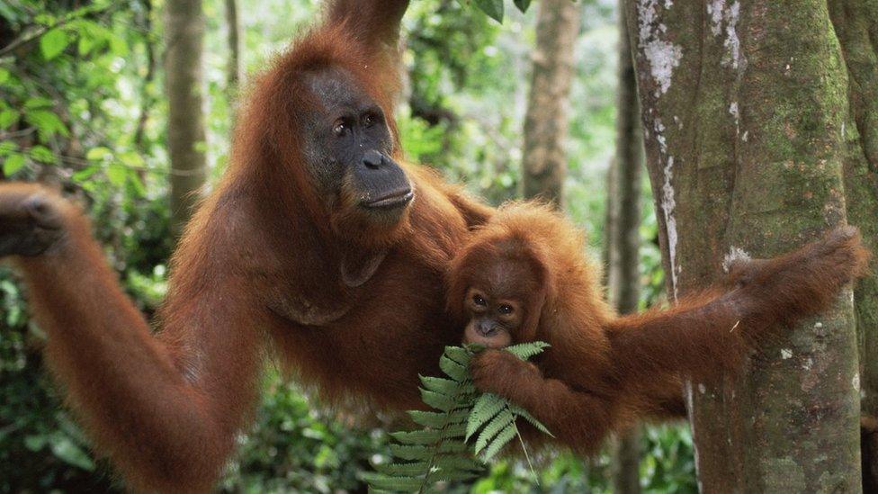 Sumatran Orang-utans