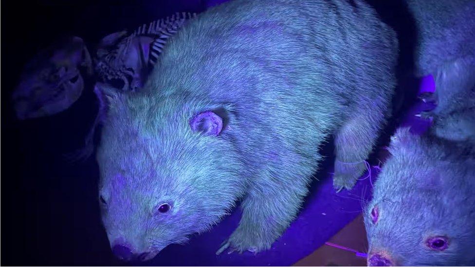 wombat.