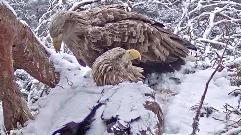 Sea eagles on nest in snow