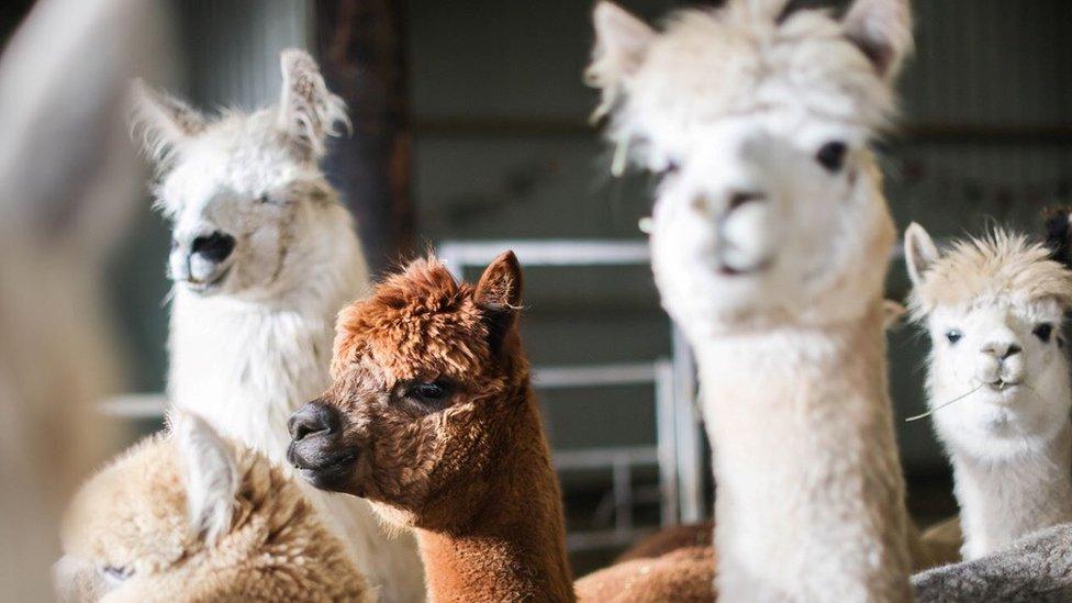 Stock image of alpacas