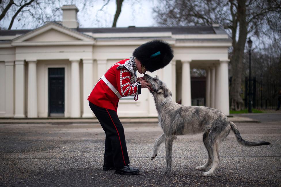 An Irish wolfhound with a soldier