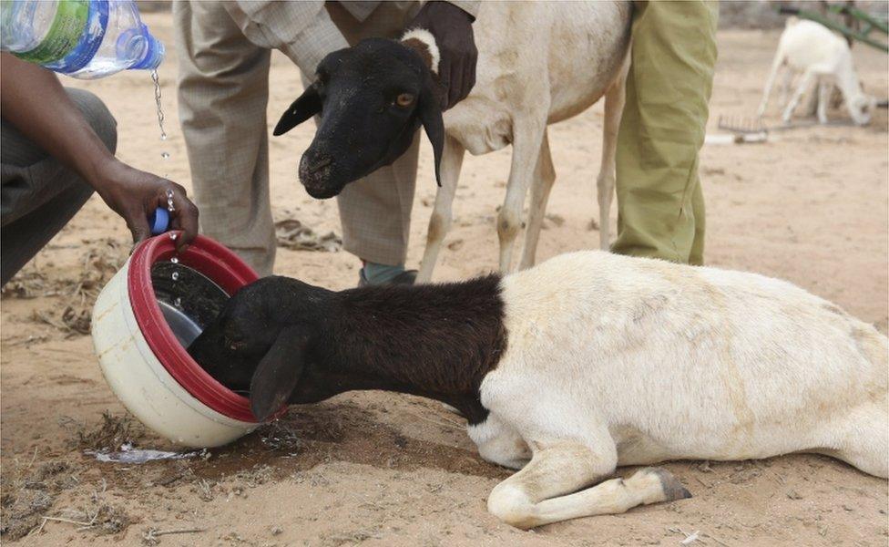Herdsmen feed sheep affected by the El Nino-related drought water at a temporary shelter in Marodijeex town of southern Hargeysa, in northern Somalia's semi-autonomous Somaliland region in photo released on 8 April 2016