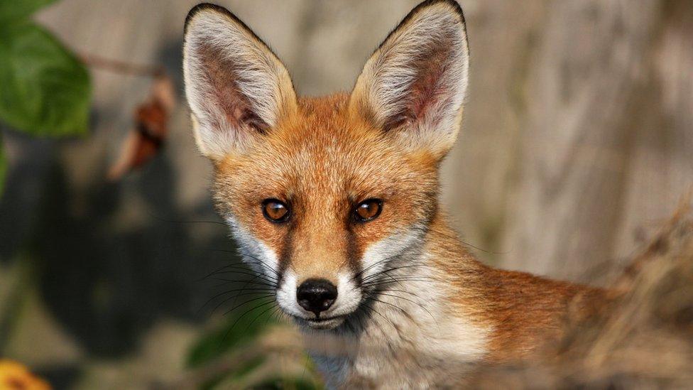 Fox