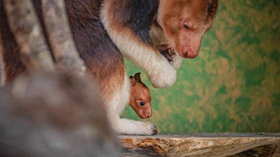 Joey pops out of mother's pouch